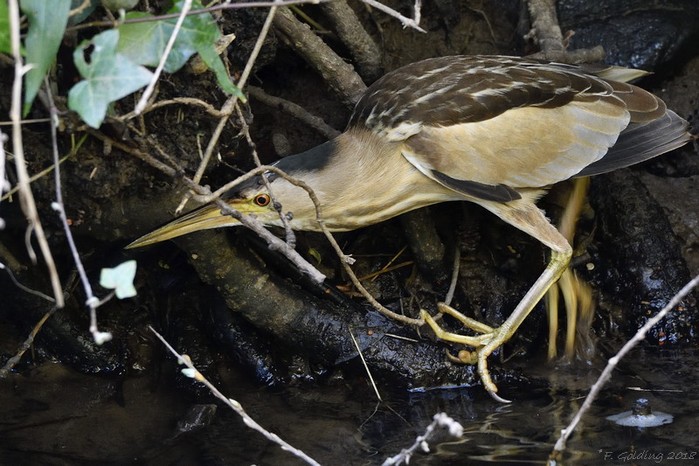 Little Bittern