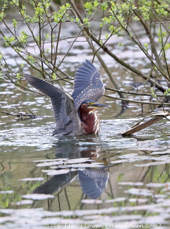 Green Heron