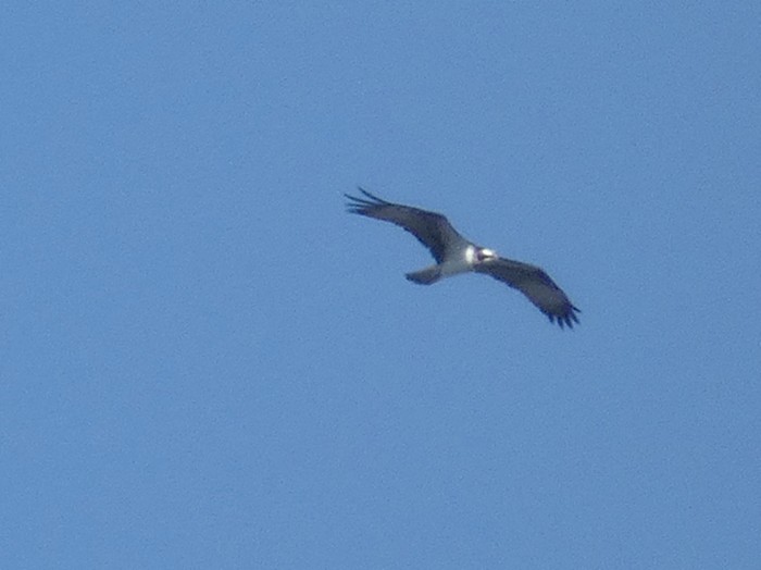 Osprey