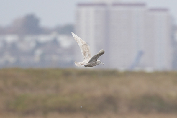 Glaucous Gull