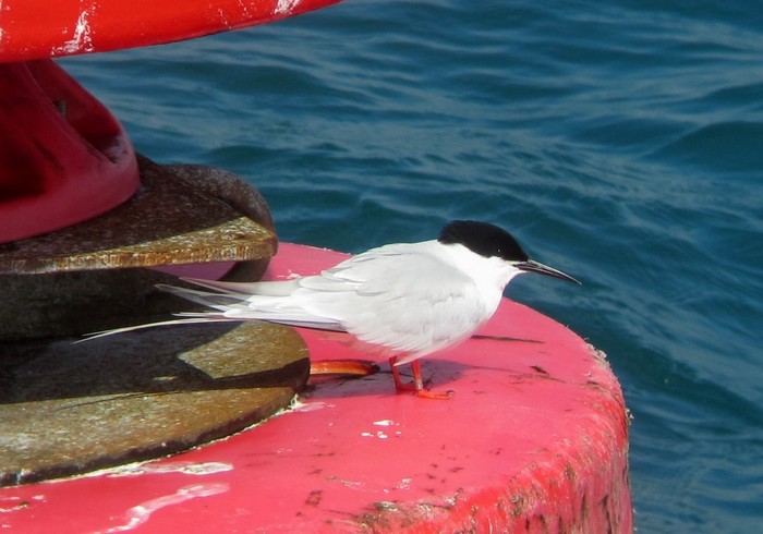 Roseate Tern