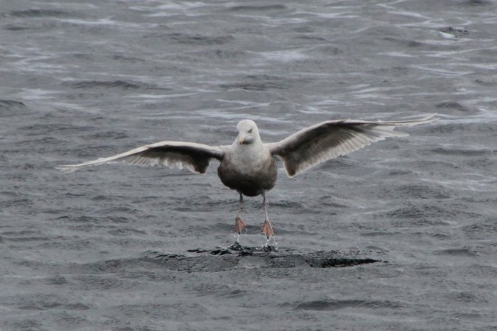 Glaucous Gull
