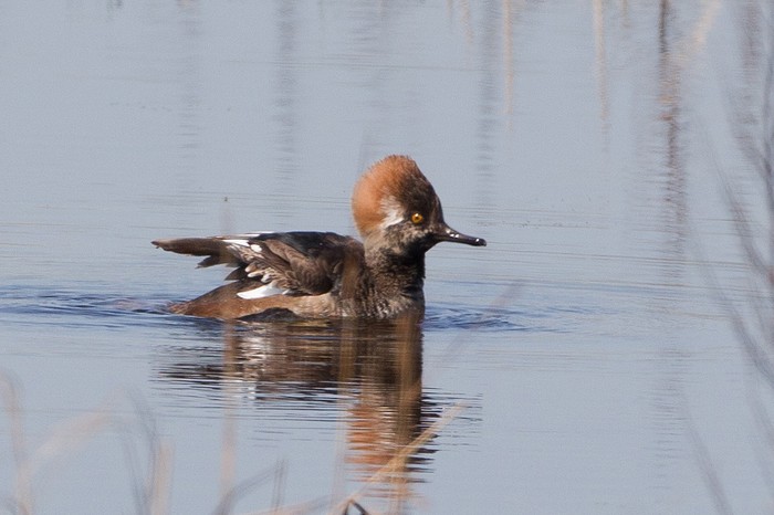 Hooded Merganser