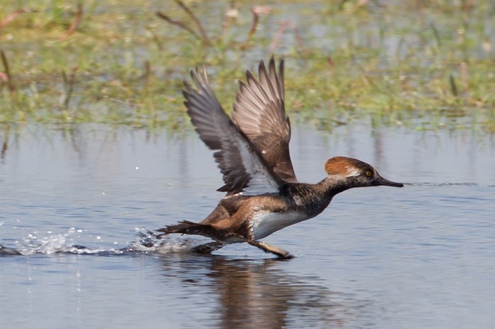 Hooded Merganser