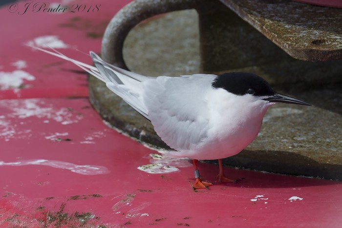 Roseate Tern