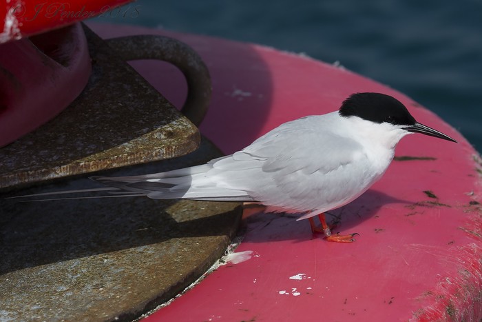 Roseate Tern