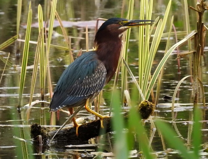 Green Heron