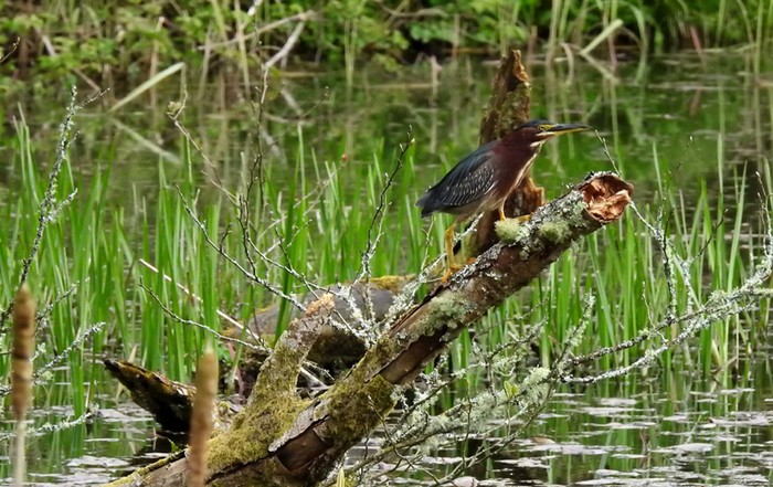 Green Heron