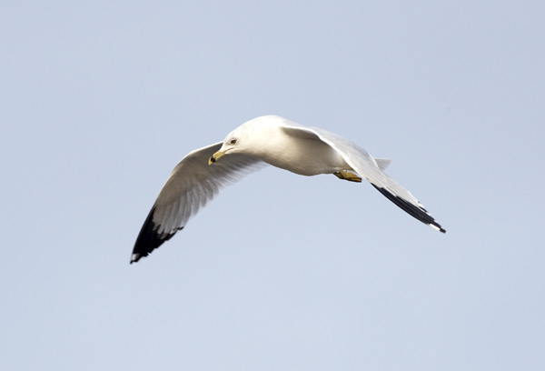 Ring-billed Gull