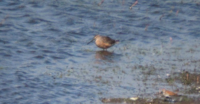 Long-billed Dowitcher