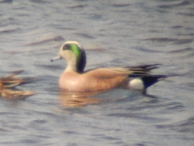 American Wigeon