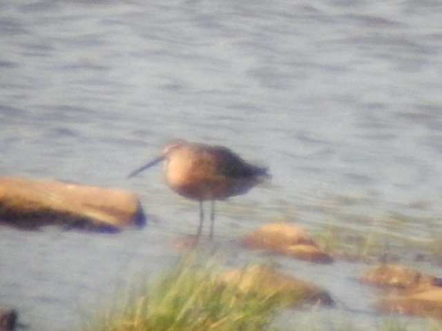 Long-billed Dowitcher