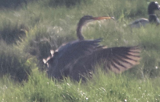 Purple Heron