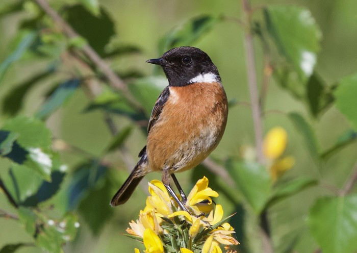 Stonechat
