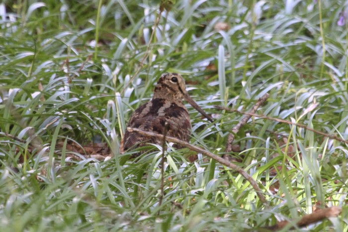Woodcock