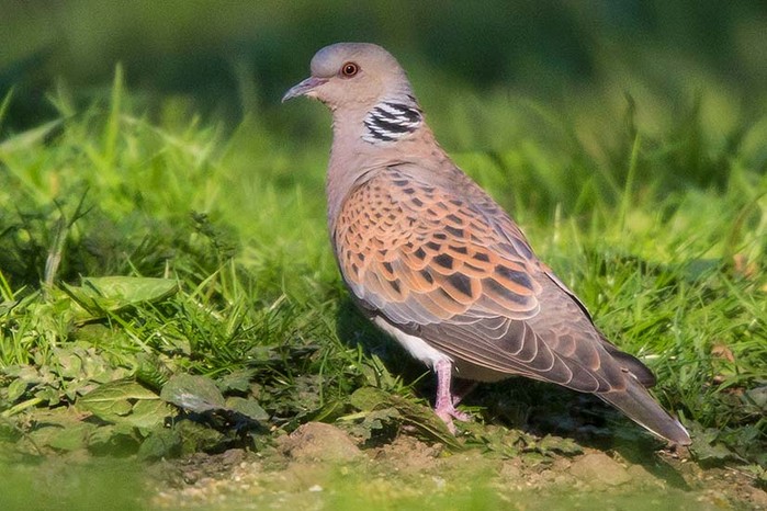 Turtle Dove