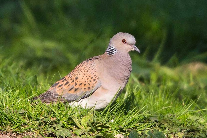 Turtle Dove