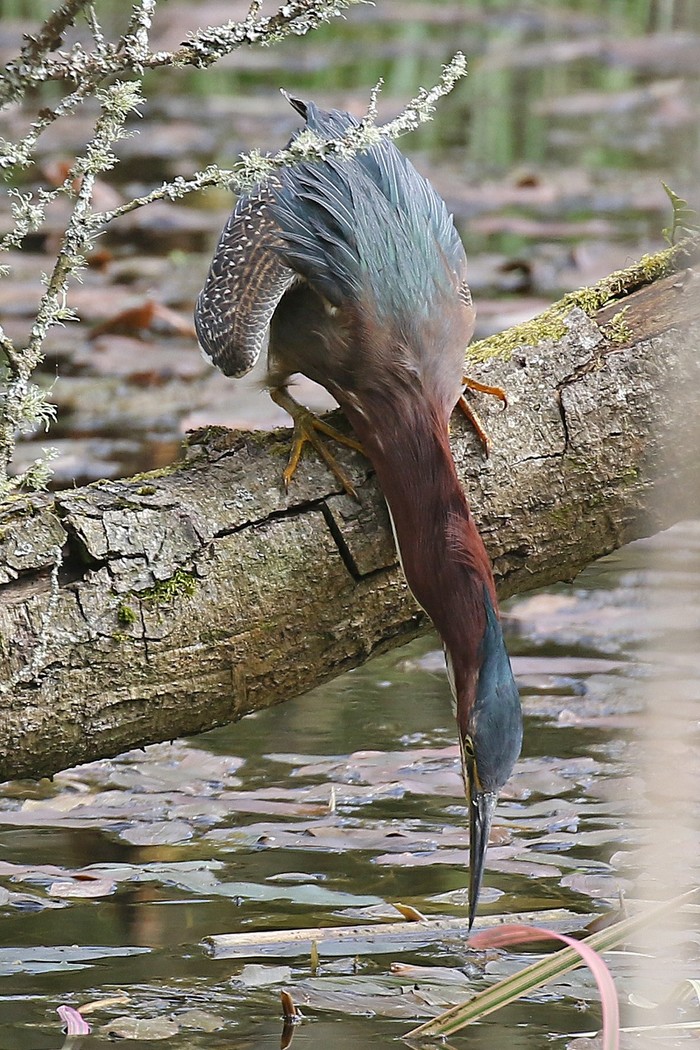 Green Heron