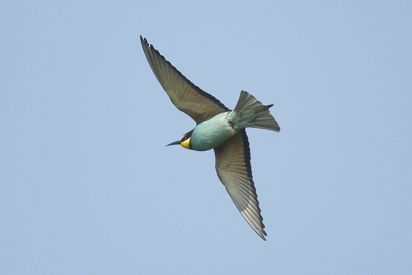 Bee-eater