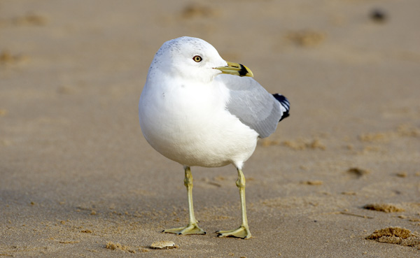 Ring-billed Gull