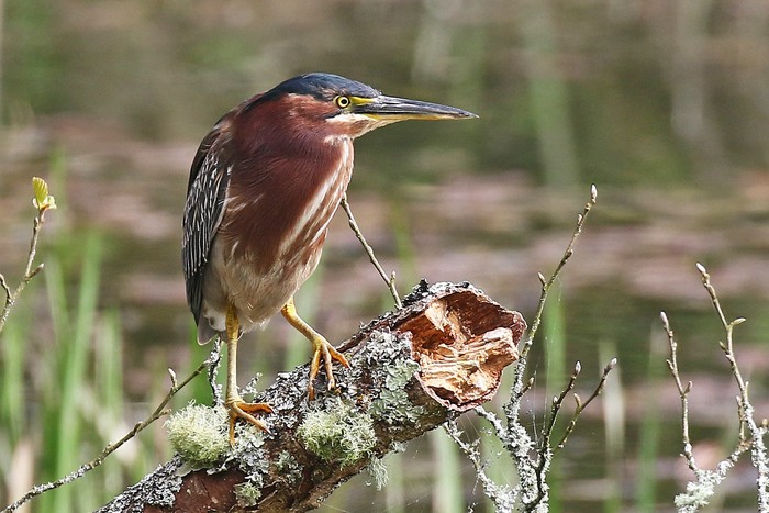 Green Heron