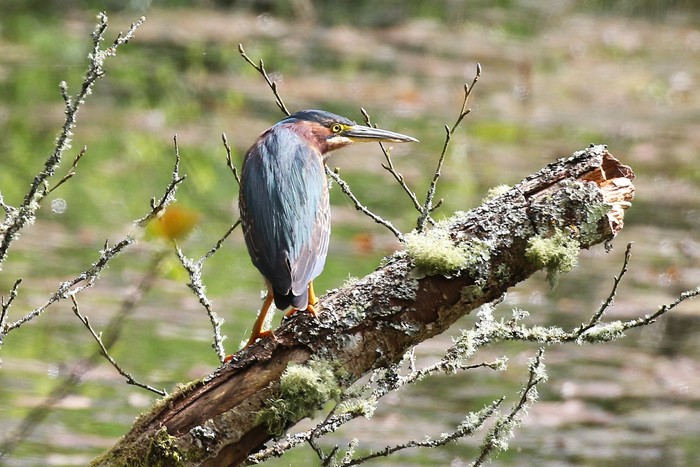 Green Heron