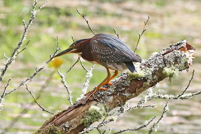 Green Heron