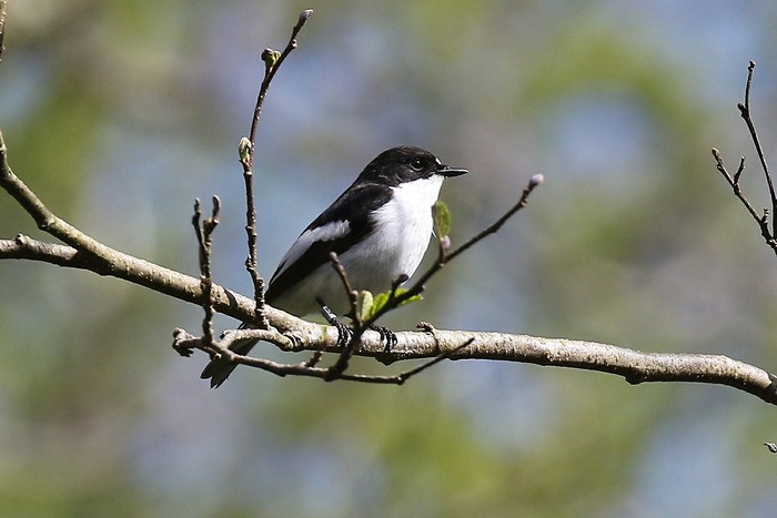 Pied Flycatcher