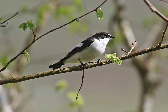 Pied Flycatcher