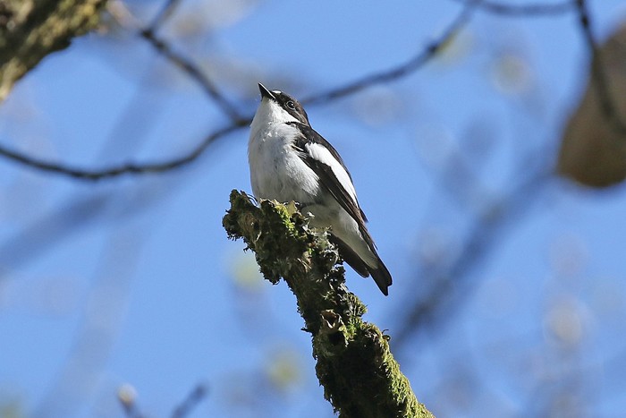 Pied Flycatcher