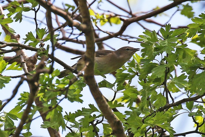 Garden Warbler