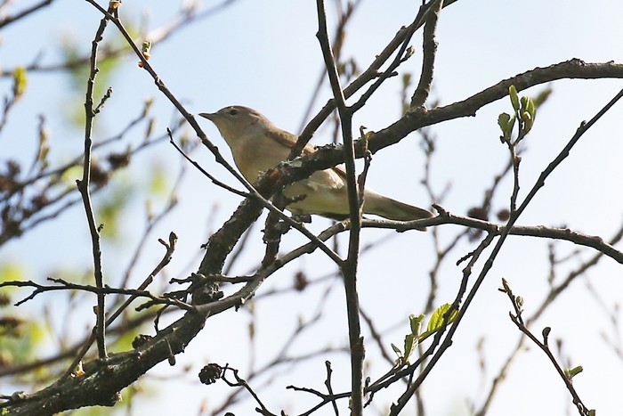 Garden Warbler