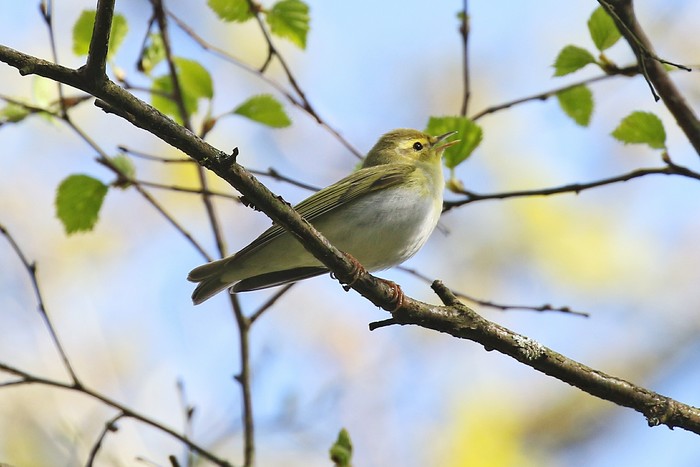Wood Warbler