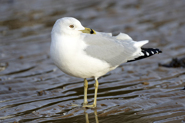 Ring-billed Gull