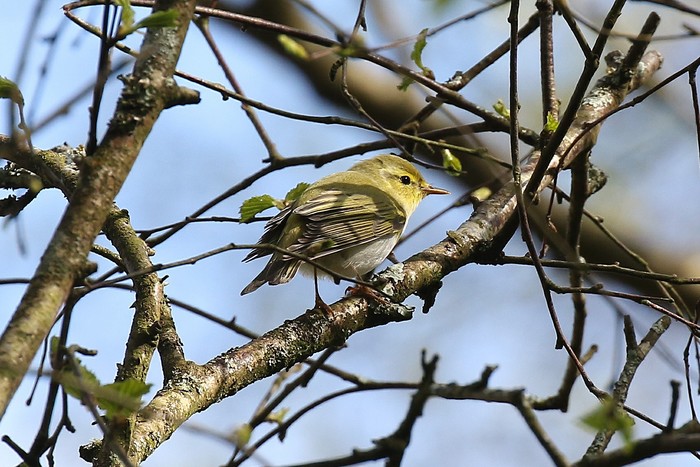 Wood Warbler