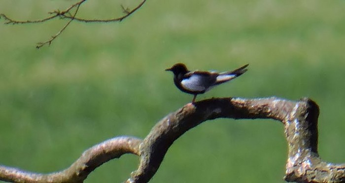 White-winged Black Tern