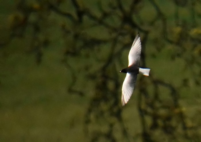 White-winged Black Tern