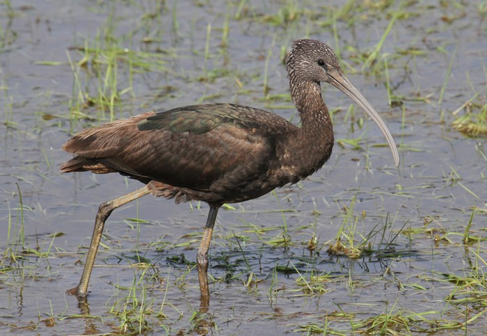 Glossy Ibis