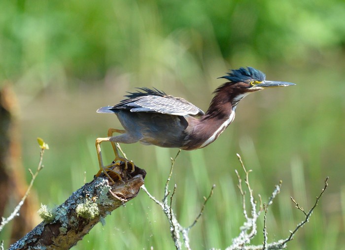 Green Heron