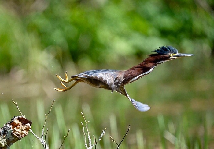 Green Heron