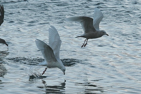 Iceland Gull