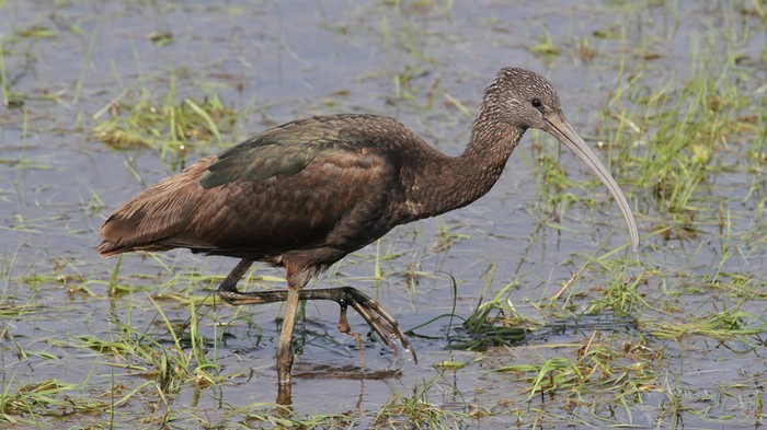 Glossy Ibis