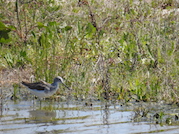 Greenshank