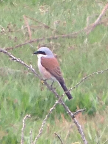 Red-backed Shrike