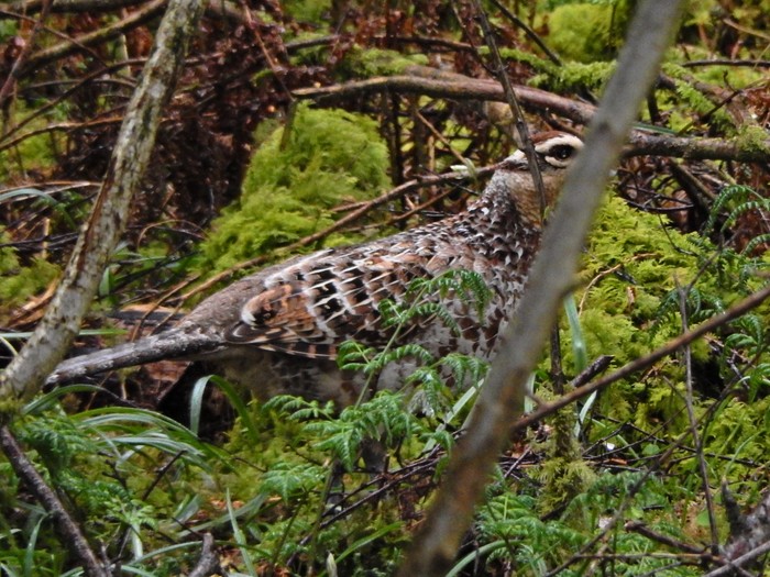 Reeves's Pheasant