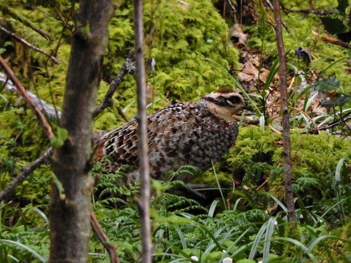 Reeves's Pheasant