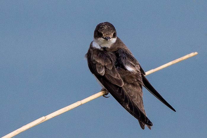 Sand Martin