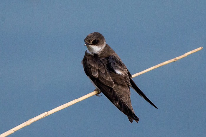 Sand Martin