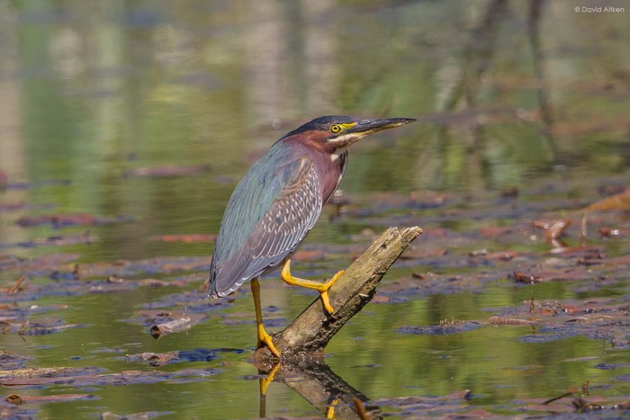 Green Heron