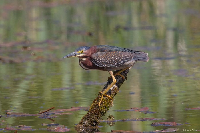Green Heron